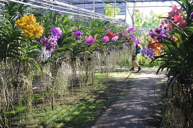 Private tour] Perfect day! Sticky waterfall + ChiangDao Cave + Wat BandenTemple - Price and Logistics: What You’re Really Paying For