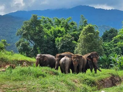 Rantong elephant sanctuary Chiangmai - The 4-hour rhythm starting from Chiang Mai Old City