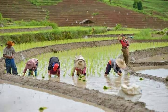 Wow! Doi Inthanon National Park Adventure, Lunch & Entry Included - Thai Hmong community market: quick fruit and treat time